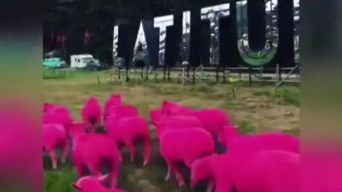 ovejas teñidas de rosa Críticas a la organización de un festival por teñir ovejas de rosa para promocionarse