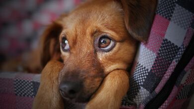 Lanzan una iniciativa que busca hogar a los perros de personas fallecidas