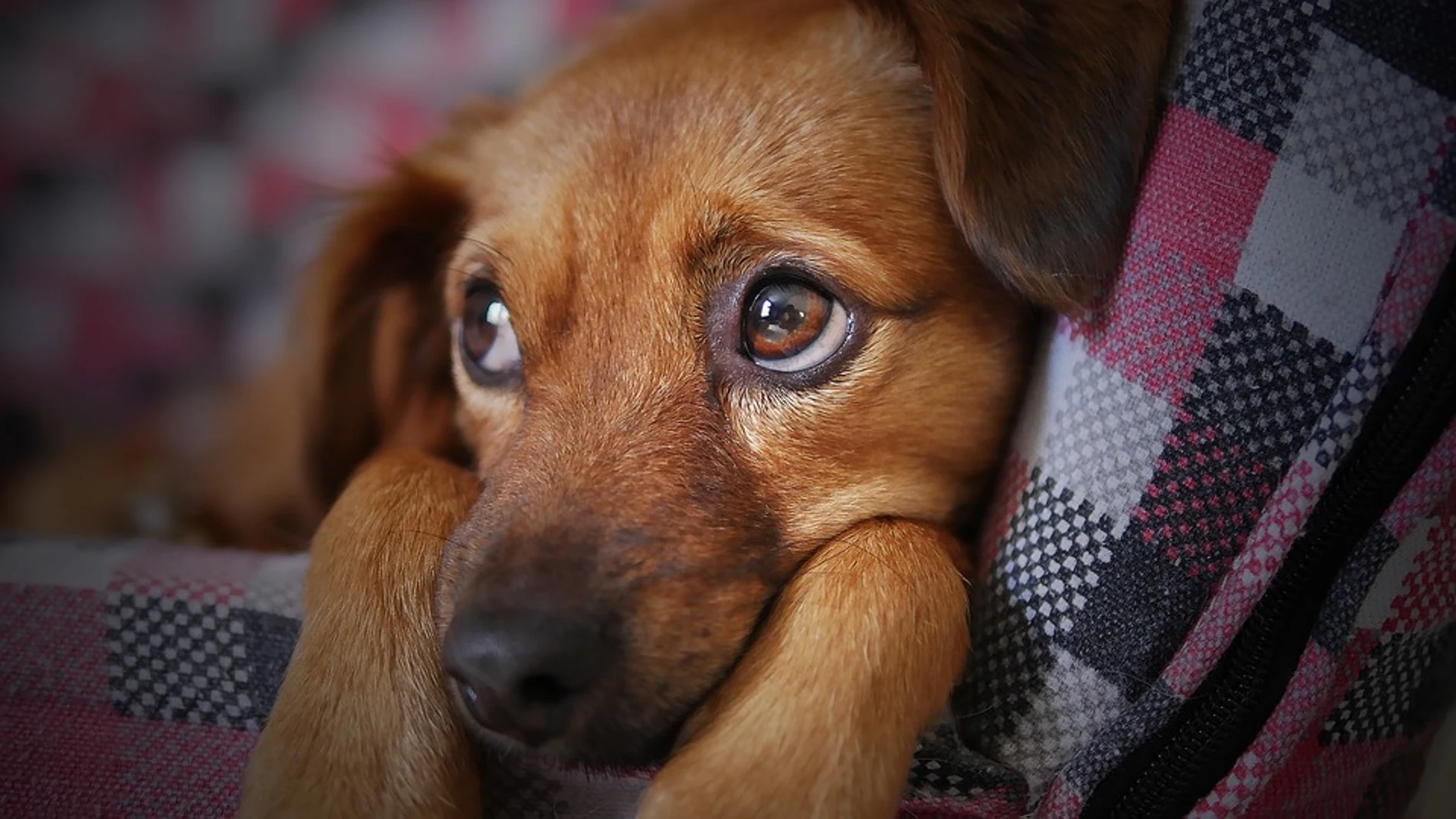 Imagen de un perro Imagen de un perro
