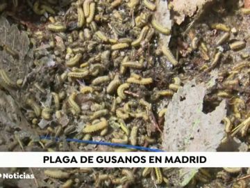 Alerta por una plaga de gusanos en el barrio madrileño de Ciudad Lineal