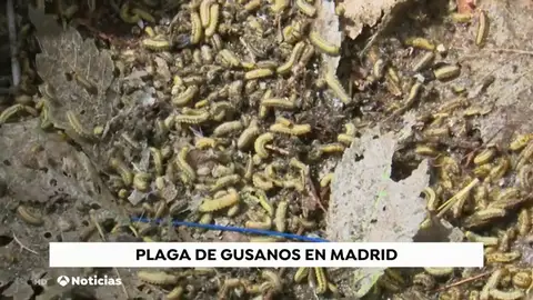 Alerta por una plaga de gusanos en el barrio madrileño de Ciudad Lineal Alerta por una plaga de gusanos en el barrio madrileño de Ciudad Lineal