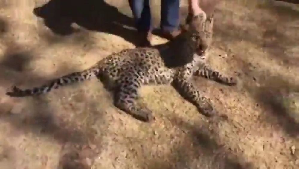 Atrapan a un leopardo que se había colado en un cuarto de lavandería en una casa de Johannesburgo