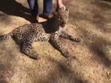 Atrapan a un leopardo que se había colado en un cuarto de lavandería en una casa de Johannesburgo