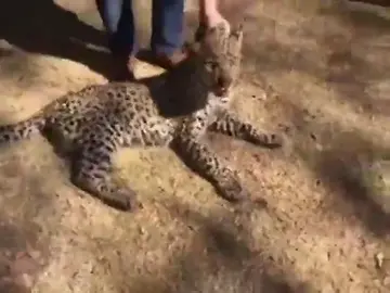 Atrapan a un leopardo que se había colado en un cuarto de lavandería en una casa de Johannesburgo Atrapan a un leopardo que se había colado en un cuarto de lavandería en una casa de Johannesburgo