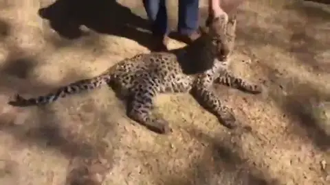 Atrapan a un leopardo que se había colado en un cuarto de lavandería en una casa de Johannesburgo Atrapan a un leopardo que se había colado en un cuarto de lavandería en una casa de Johannesburgo