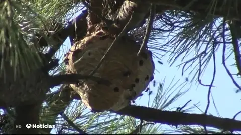 VILUTINAS VILUTINAS