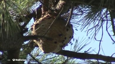 Drones y fusiles con insecticida para luchar contra las velutinas en Galicia