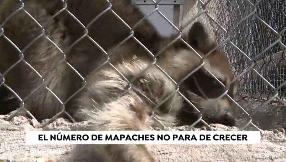 La presencia de una familia de mapaches causa el pánico entre los vecinos de Coslada