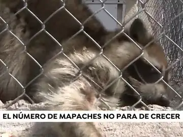 La presencia de una familia de mapaches causa el pánico entre los vecinos de Coslada La presencia de una familia de mapaches causa el pánico entre los vecinos de Coslada