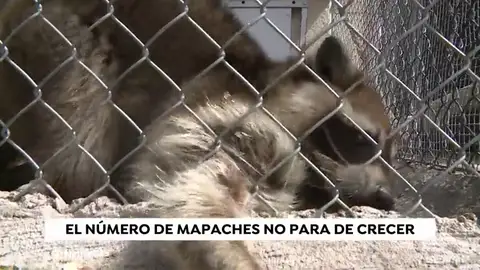 La presencia de una familia de mapaches causa el pánico entre los vecinos de Coslada La presencia de una familia de mapaches causa el pánico entre los vecinos de Coslada