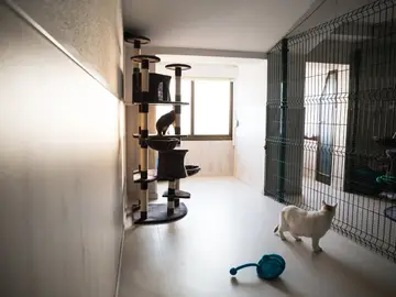 Hotel de lujo para gatos Hotel de lujo para gatos