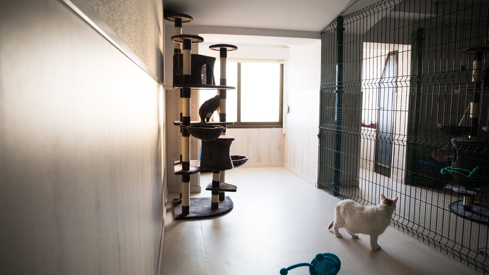 Unos gatos perciben un terremoto en Taiwán segundos antes de que el suelo empiece a temblar