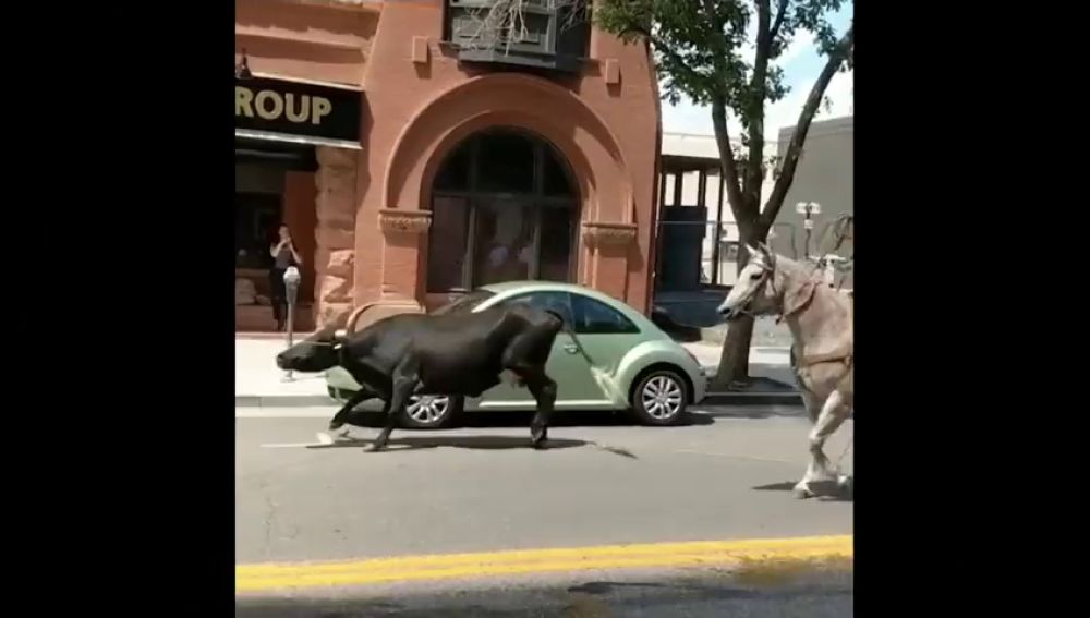 Capturan a un toro de cuernos largos con caballos en Colorado 