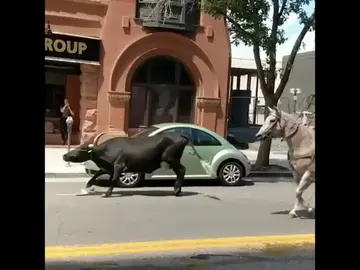 Capturan a un toro de cuernos largos con caballos en Colorado Capturan a un toro de cuernos largos con caballos en Colorado