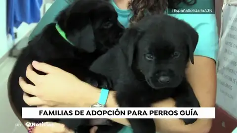 El proceso de formación de los perros guía El proceso de formación de los perros guía