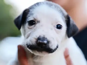 El pequeño Salvador Dalí El pequeño Salvador Dalí