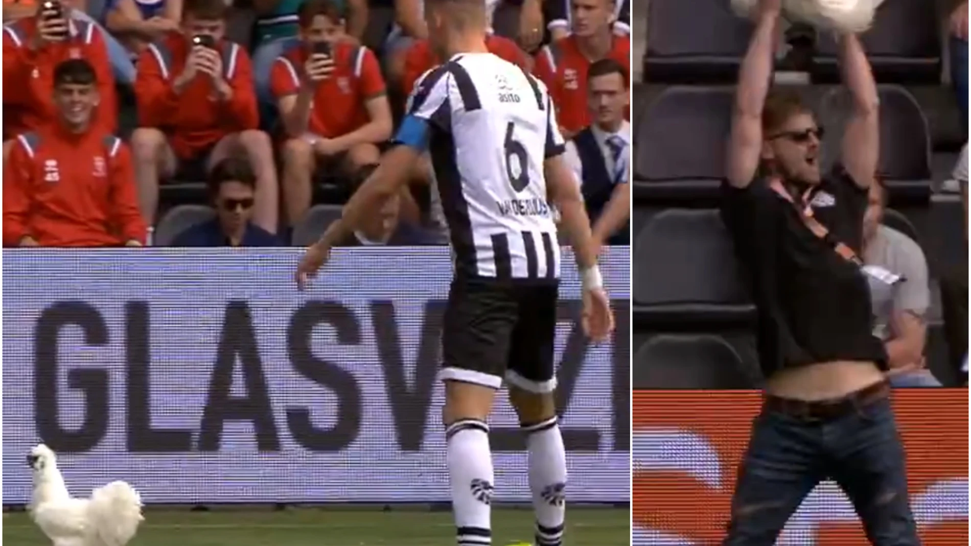Una gallina interrumpe el partido de la Eredivise Una gallina interrumpe el partido de la Eredivise