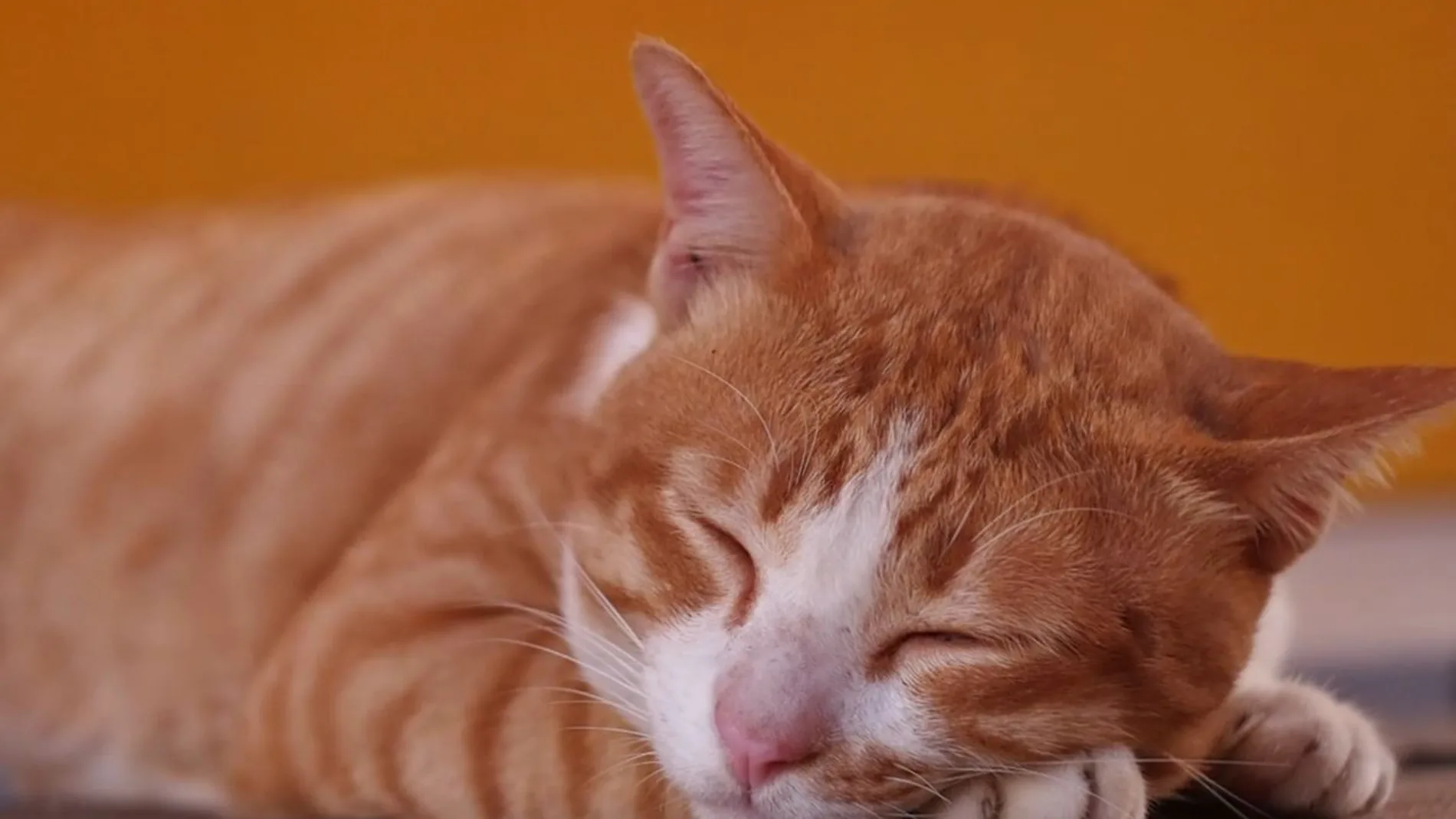 Gato Gato