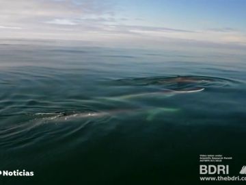 Tres ballenas de aleta avistadas en las costas gallegas 