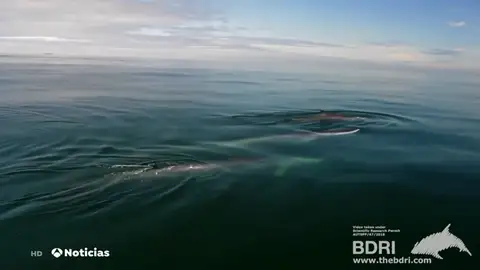 Tres ballenas de aleta avistadas en las costas gallegas Tres ballenas de aleta avistadas en las costas gallegas