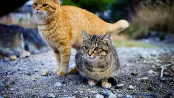 Gatos callejeros Gatos callejeros