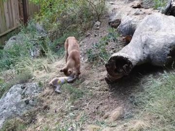 Nace en el Pirineo catalán el primer lince europeo en más de un siglo 