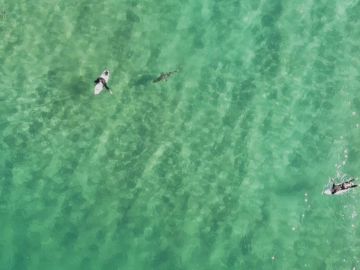 Tiburón nadando hacia un surfero