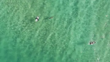 Tiburón nadando hacia un surfero