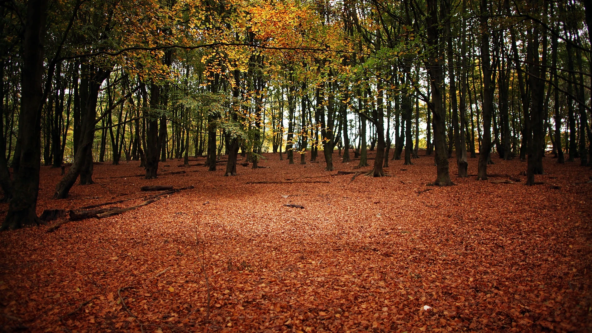 Bosque en otoño Bosque en otoño