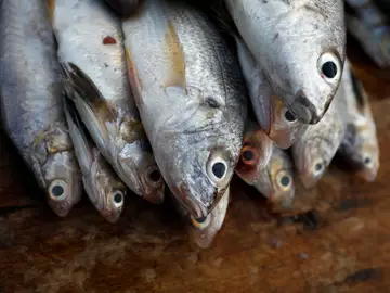 pescado pescado