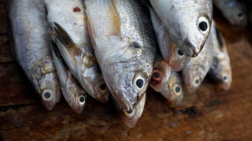 pescado