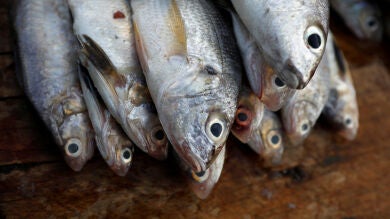 La crisis climática aumenta los niveles de mercurio en el pescado