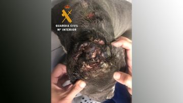 Un joven de 25 años mutila las orejas a un perro