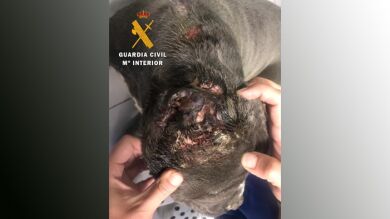 La Guardia Civil investiga a un joven que habría mutilado y abandonado a un perro en Asturias
