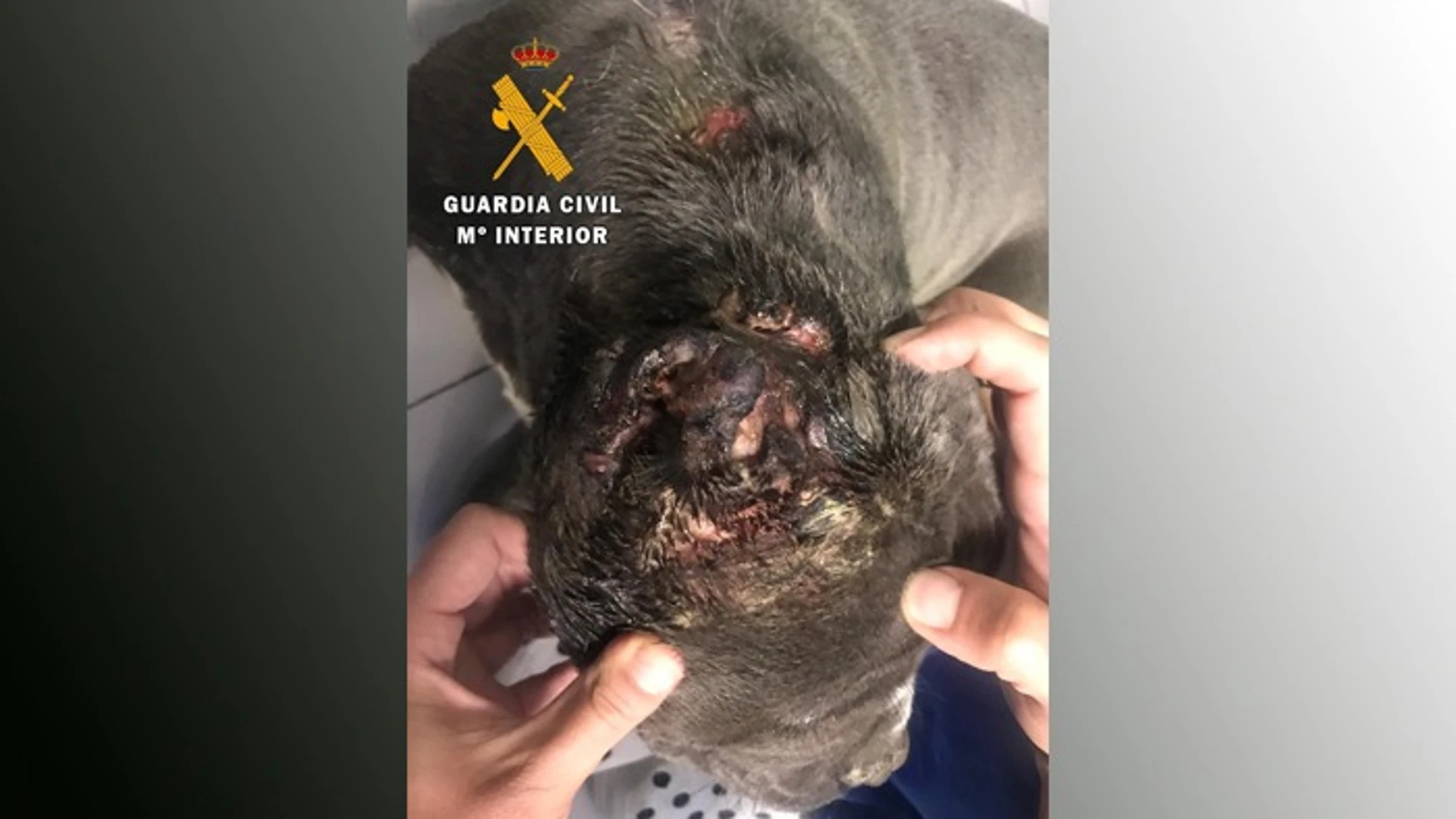 Un joven de 25 años mutila las orejas a un perro Un joven de 25 años mutila las orejas a un perro