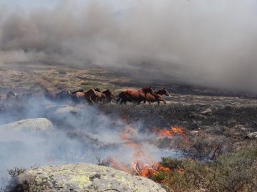 Manada de Caballos en el Incendio de La Granja