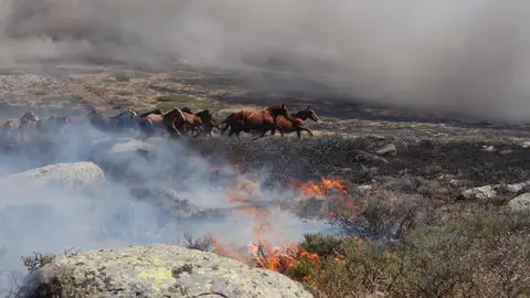 Manada de Caballos en el Incendio de La Granja Manada de Caballos en el Incendio de La Granja
