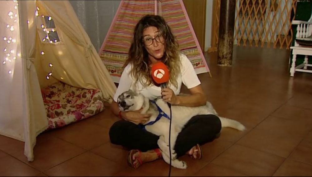 Un local de Barcelona ofrece pasar tiempo con perros a las personas que no pueden hacerse cargo de ellos