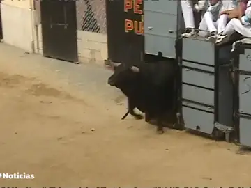 El Puig celebra los 'bous al carrer del Puig', una tradición que se repite cada año no exento de críticas El Puig celebra los 'bous al carrer del Puig', una tradición que se repite cada año no exento de críticas