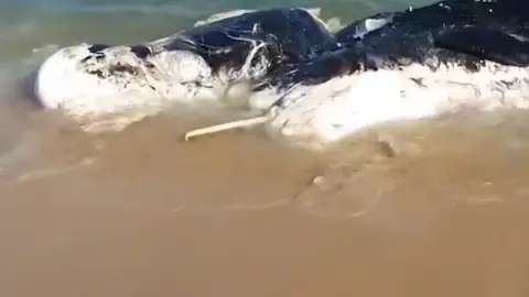 Una ballena muerta obliga a cerrar una playa en Mataró Una ballena muerta obliga a cerrar una playa en Mataró