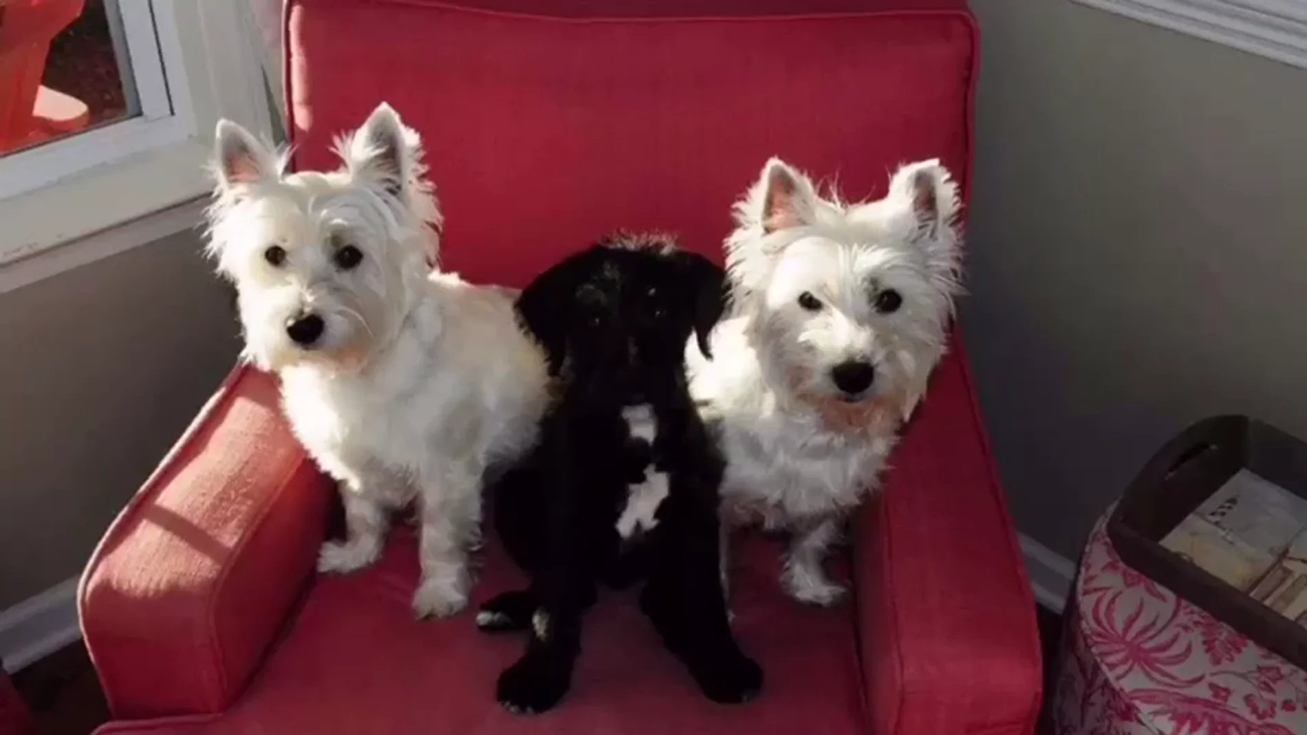 Tres perros Tres perros
