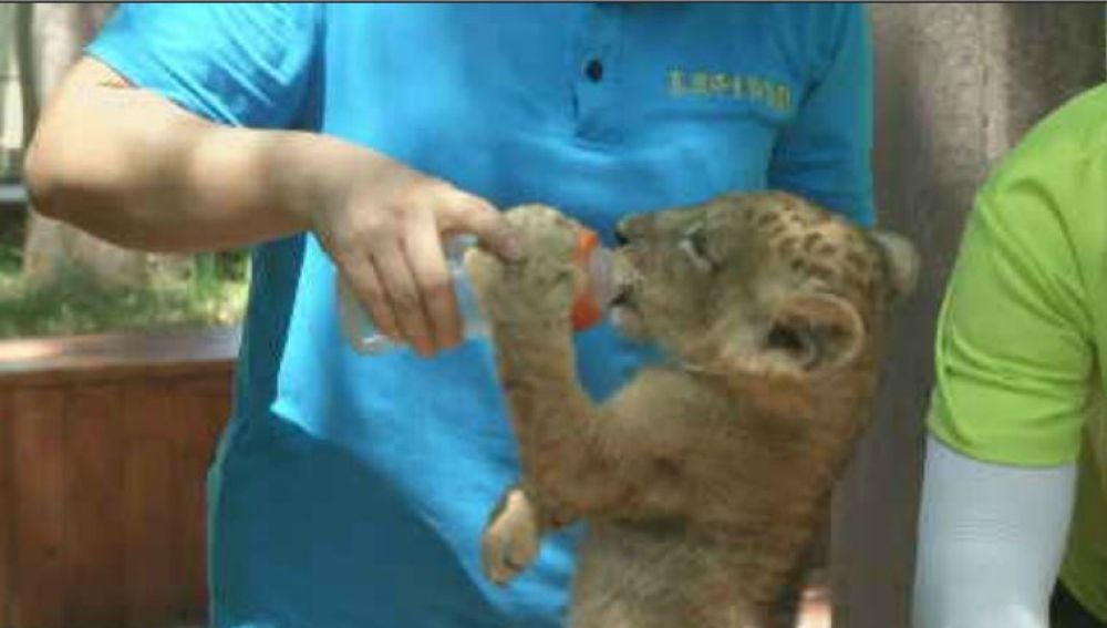 Los leones gemelos enfermos que conmueven a los cuidadores de un zoo en  China