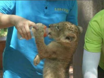 LEÓN CUIDADO EN UN ZOO DE CHINA