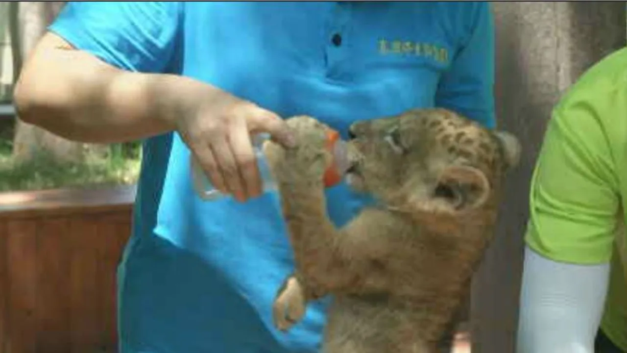 Los leones gemelos enfermos que conmueven a los cuidadores de un zoo en  China