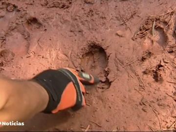 Orina de lobo como solución a la invasión de jabalíes