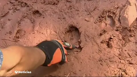 Orina de lobo como solución a la invasión de jabalíes Orina de lobo como solución a la invasión de jabalíes