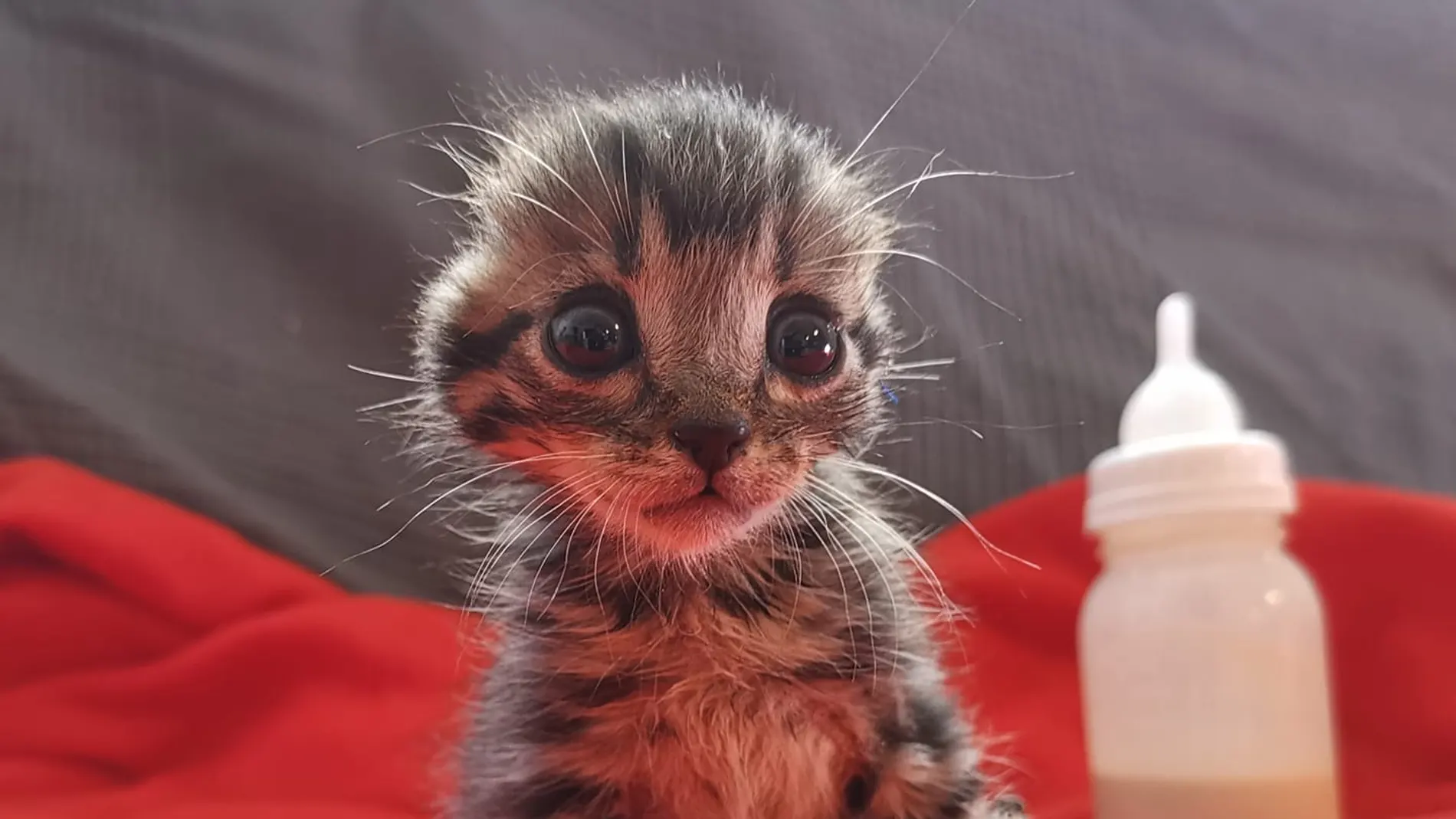 Nano, el gato con las orejas mutiladas Nano, el gato con las orejas mutiladas