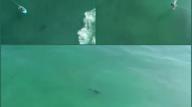 Un dron graba a unos bañistas que surfean vigilados por tiburones blancos