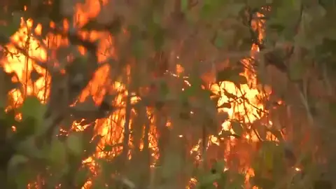Ya se han arrasado más de un millón y medio de hectáreas en el Amazonas ante la pasividad de Bolsonaro Ya se han arrasado más de un millón y medio de hectáreas en el Amazonas ante la pasividad de Bolsonaro