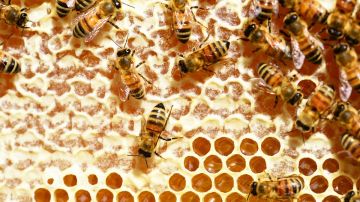 Colmena de abejas